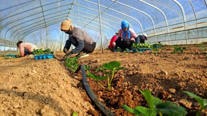 隆冬草莓大棚内温暖如春，50亩草莓苗繁育引爆产业升级热潮  第1张
