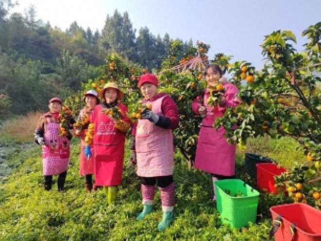 四川苍溪砂糖橘丰收季：200亩金秋砂糖橘抢鲜上市，果农笑迎丰收年