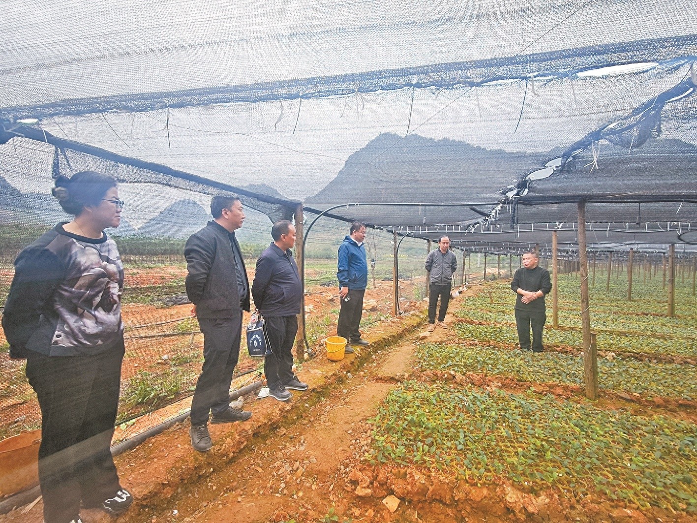 揭秘广南县政协视察组深入岜夺村油茶基地，探寻三棵树产业发展的未来之路