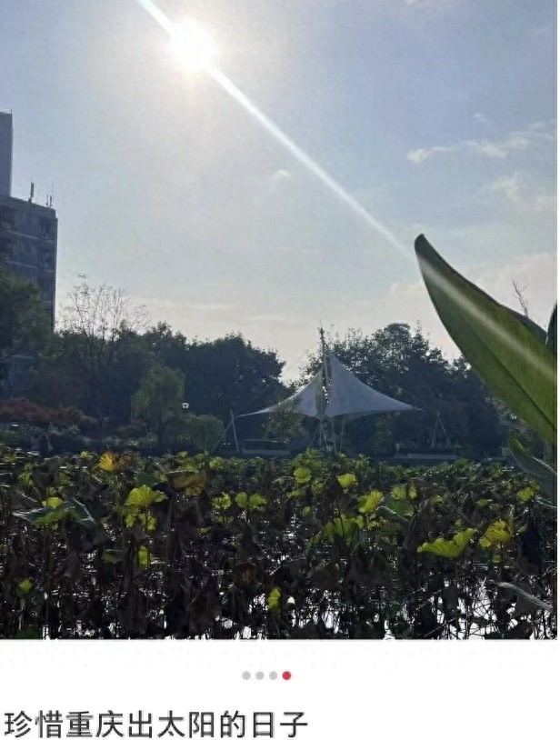 重庆人集体变身向日葵，晴暖周末突遇大转折，雨水即将上岗  第1张