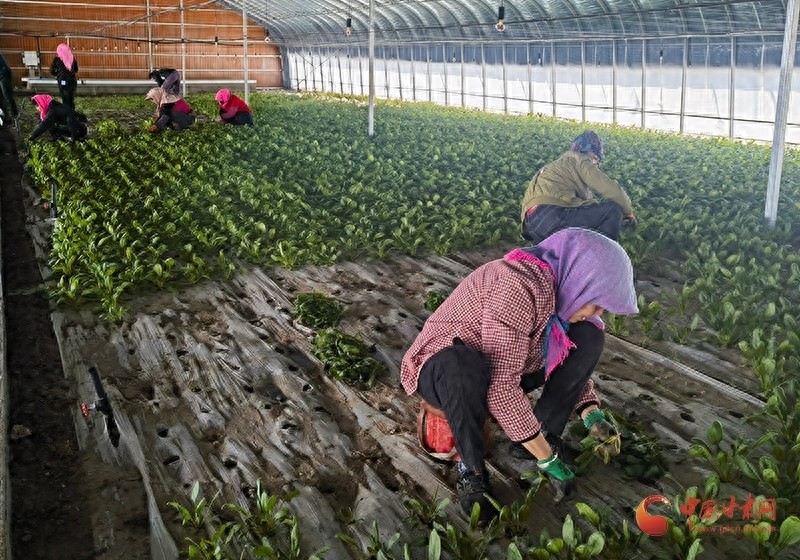 高原上的绿色奇迹：肃南县白银乡有机蔬菜丰收，村民喜迎致富新篇章