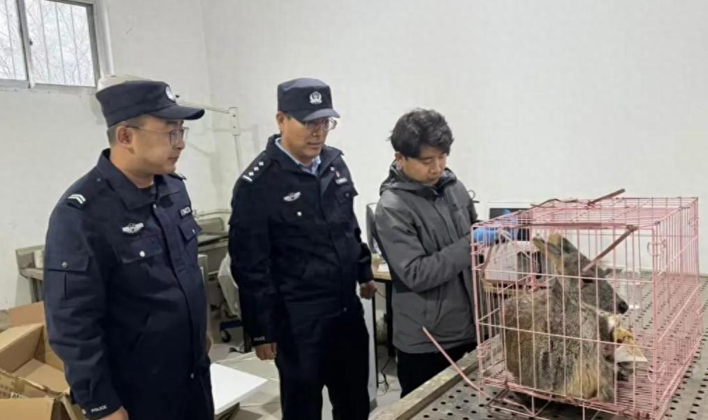 国家一级保护动物马麝遭狗群撕咬，民警紧急救援，最终放归大自然