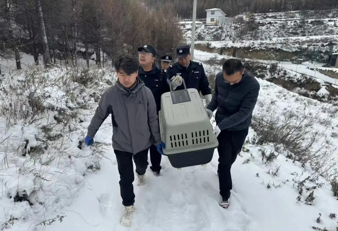 国家一级保护动物马麝遭狗群撕咬，民警紧急救援，最终放归大自然  第2张