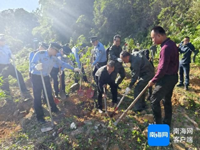 300株雨林树种种植，5名损害者罚款修复，海南热带雨林再现生机