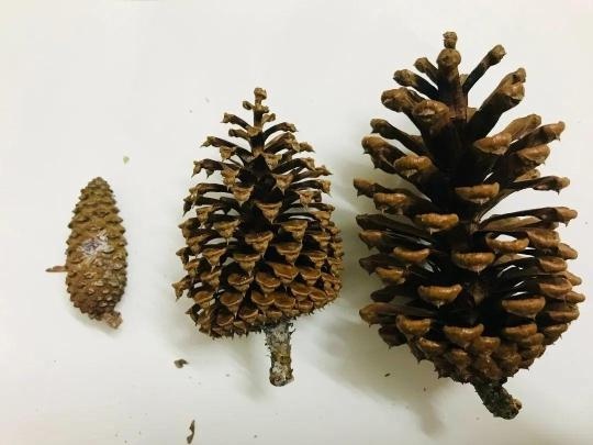低头捡秋，广州市民的新治愈之旅：每一次弯腰都是秋天的惊喜  第2张