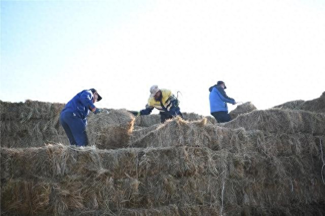惊！饲草匮乏区如何备足44万牲畜过冬口粮？  第1张