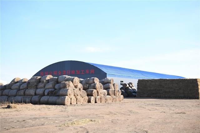 惊！饲草匮乏区如何备足44万牲畜过冬口粮？  第2张