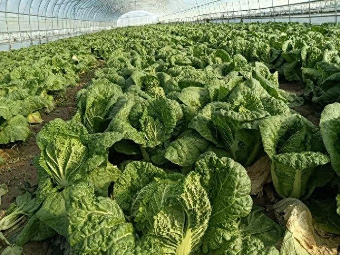 肃州区银达镇：大棚果蔬产业助农增收，一座棚收入高达 3 万元  第1张