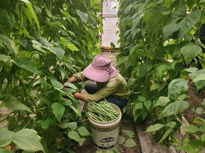 肃州区银达镇：大棚果蔬产业助农增收，一座棚收入高达 3 万元  第2张