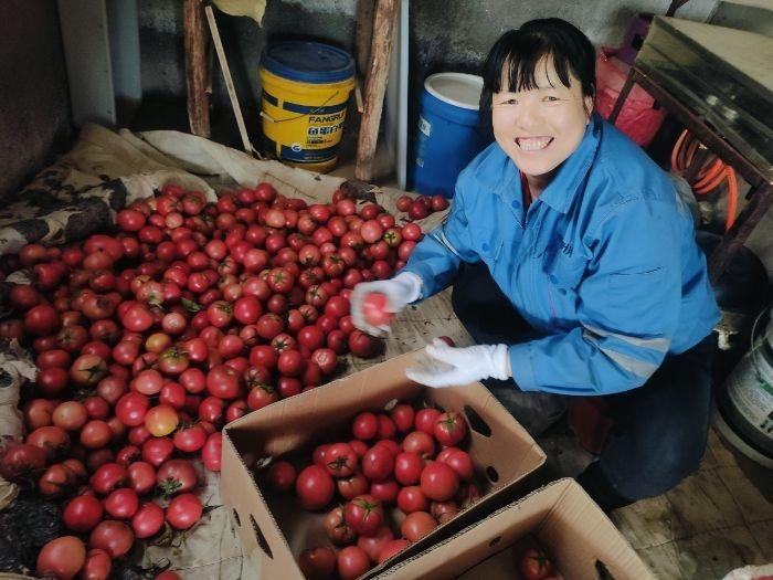 肃州区银达镇：大棚果蔬产业助农增收，一座棚收入高达 3 万元  第3张