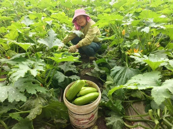 肃州区银达镇：大棚果蔬产业助农增收，一座棚收入高达 3 万元  第4张