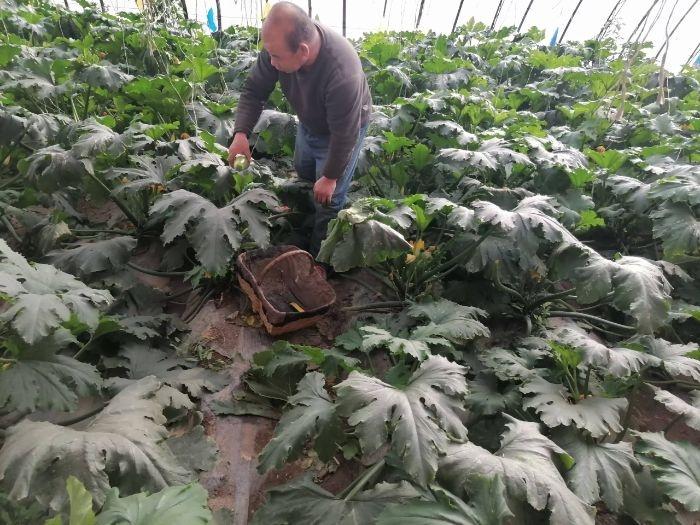 肃州区银达镇：大棚果蔬产业助农增收，一座棚收入高达 3 万元  第5张