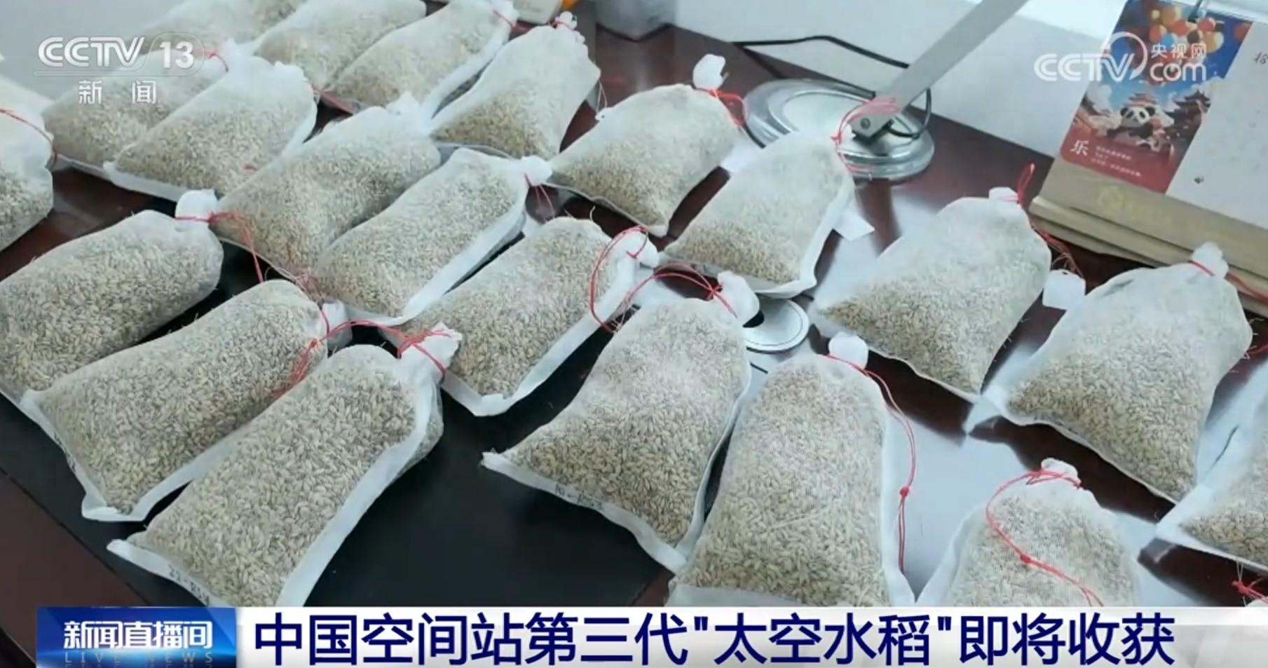 从 6 粒到 59 粒！太空水稻种子的神奇之旅，你想知道吗？