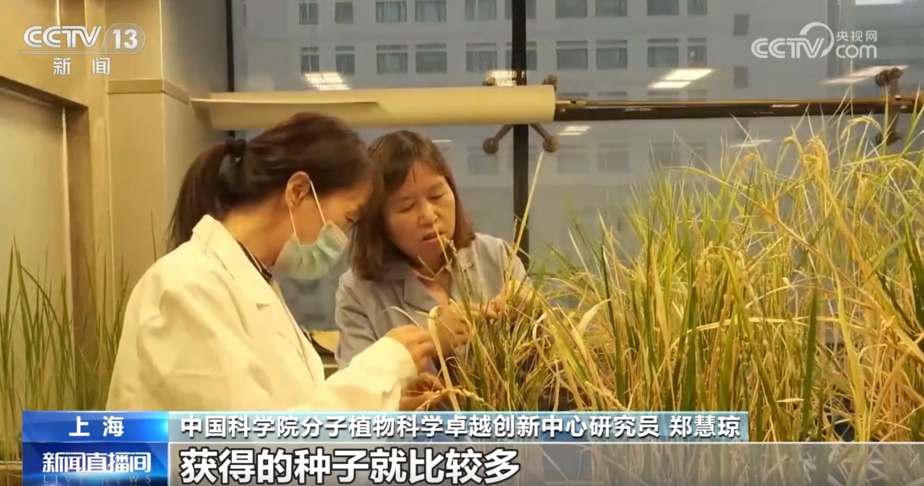 从 6 粒到 59 粒！太空水稻种子的神奇之旅，你想知道吗？  第2张