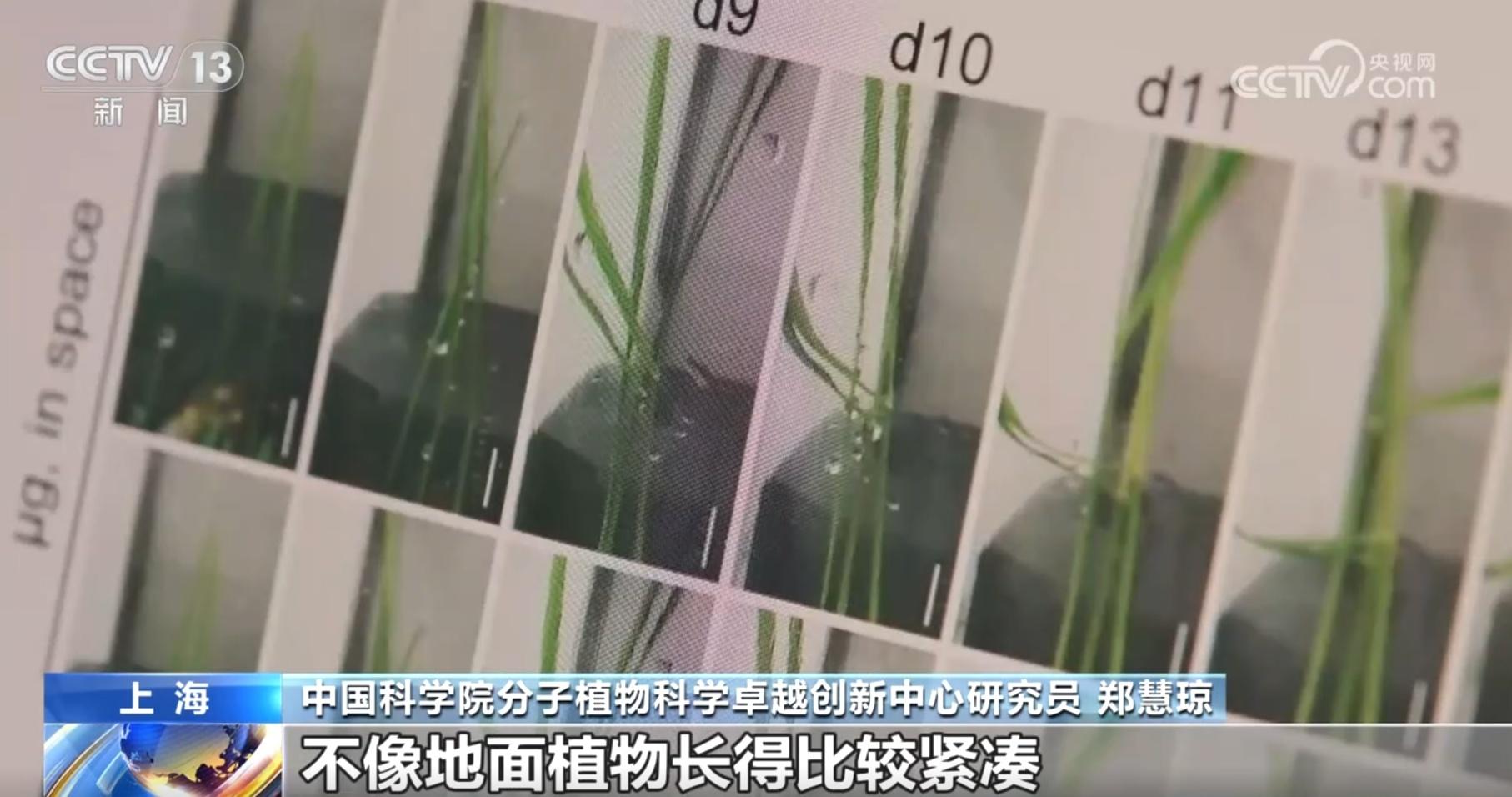 从 6 粒到 59 粒！太空水稻种子的神奇之旅，你想知道吗？  第4张
