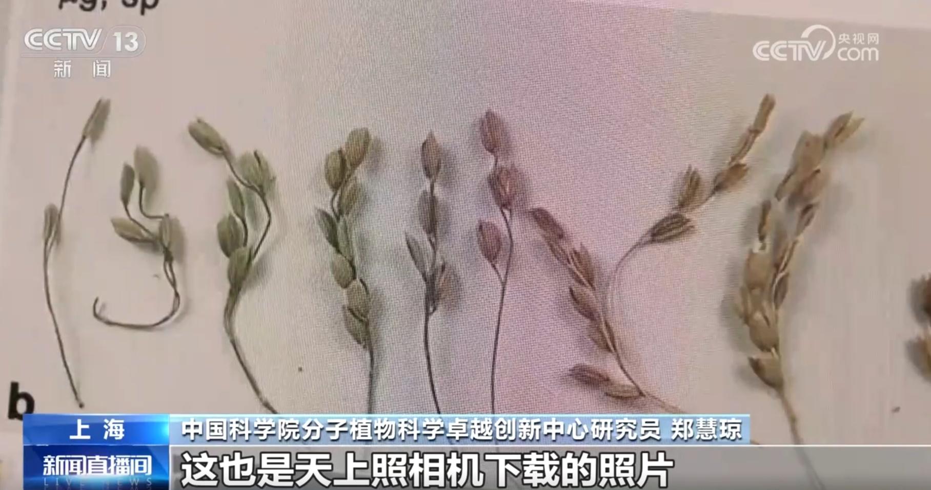 从 6 粒到 59 粒！太空水稻种子的神奇之旅，你想知道吗？  第5张