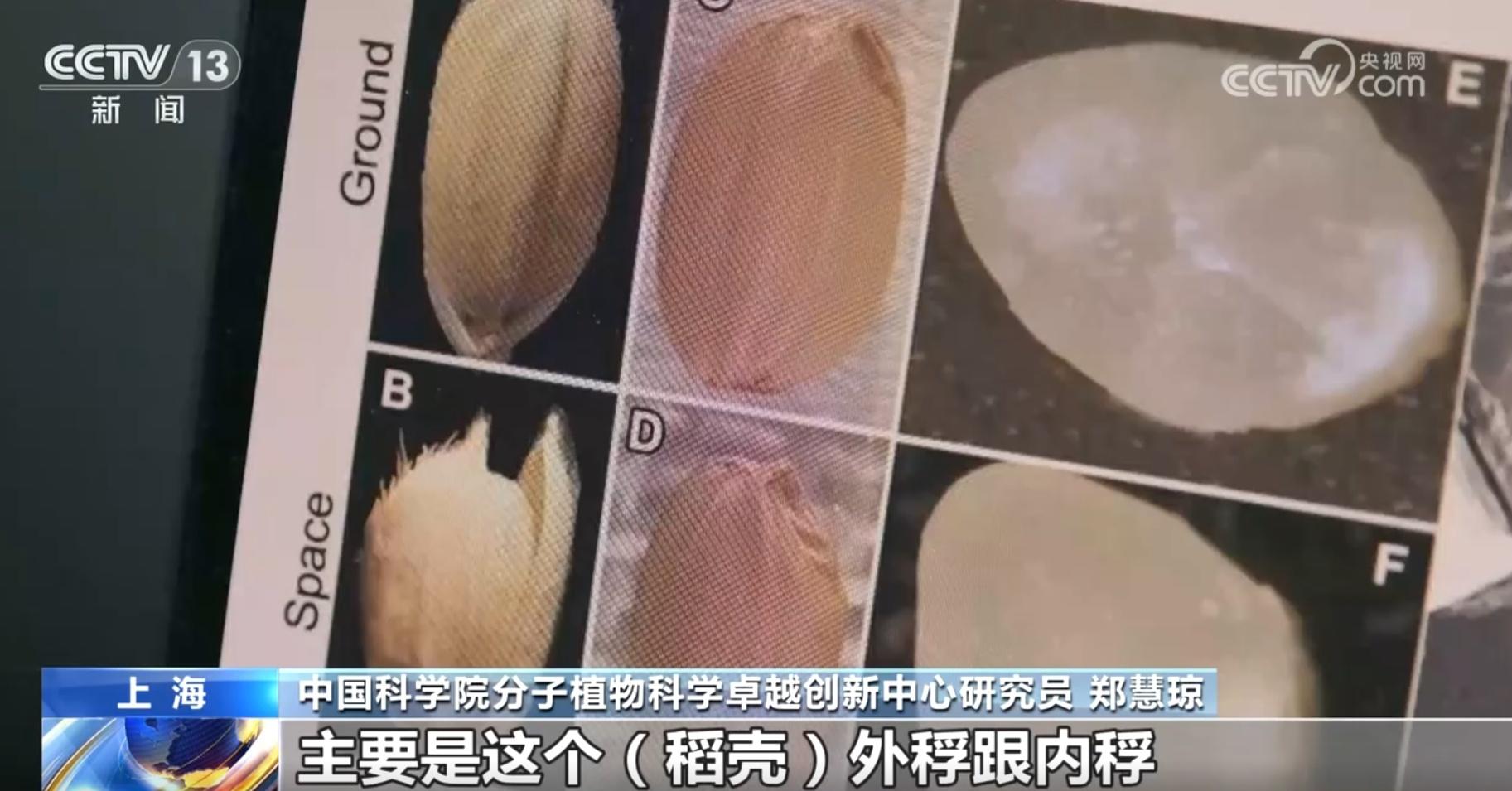 从 6 粒到 59 粒！太空水稻种子的神奇之旅，你想知道吗？  第6张