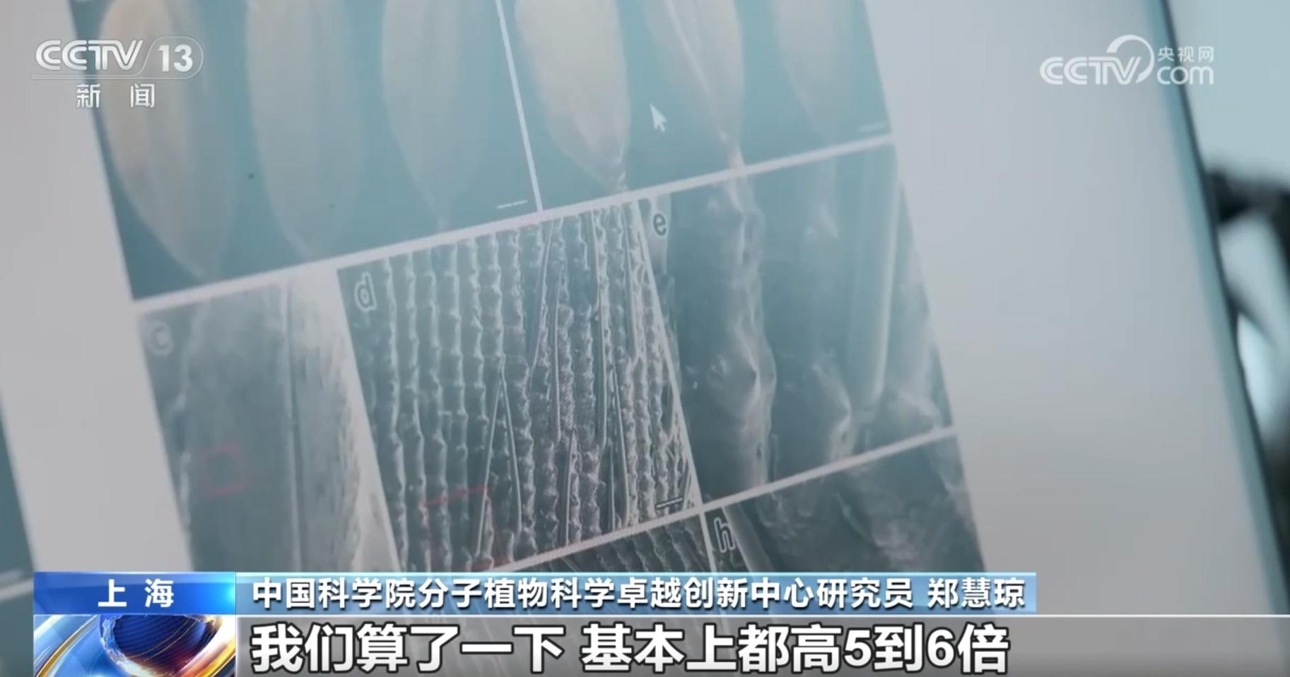 从 6 粒到 59 粒！太空水稻种子的神奇之旅，你想知道吗？  第7张