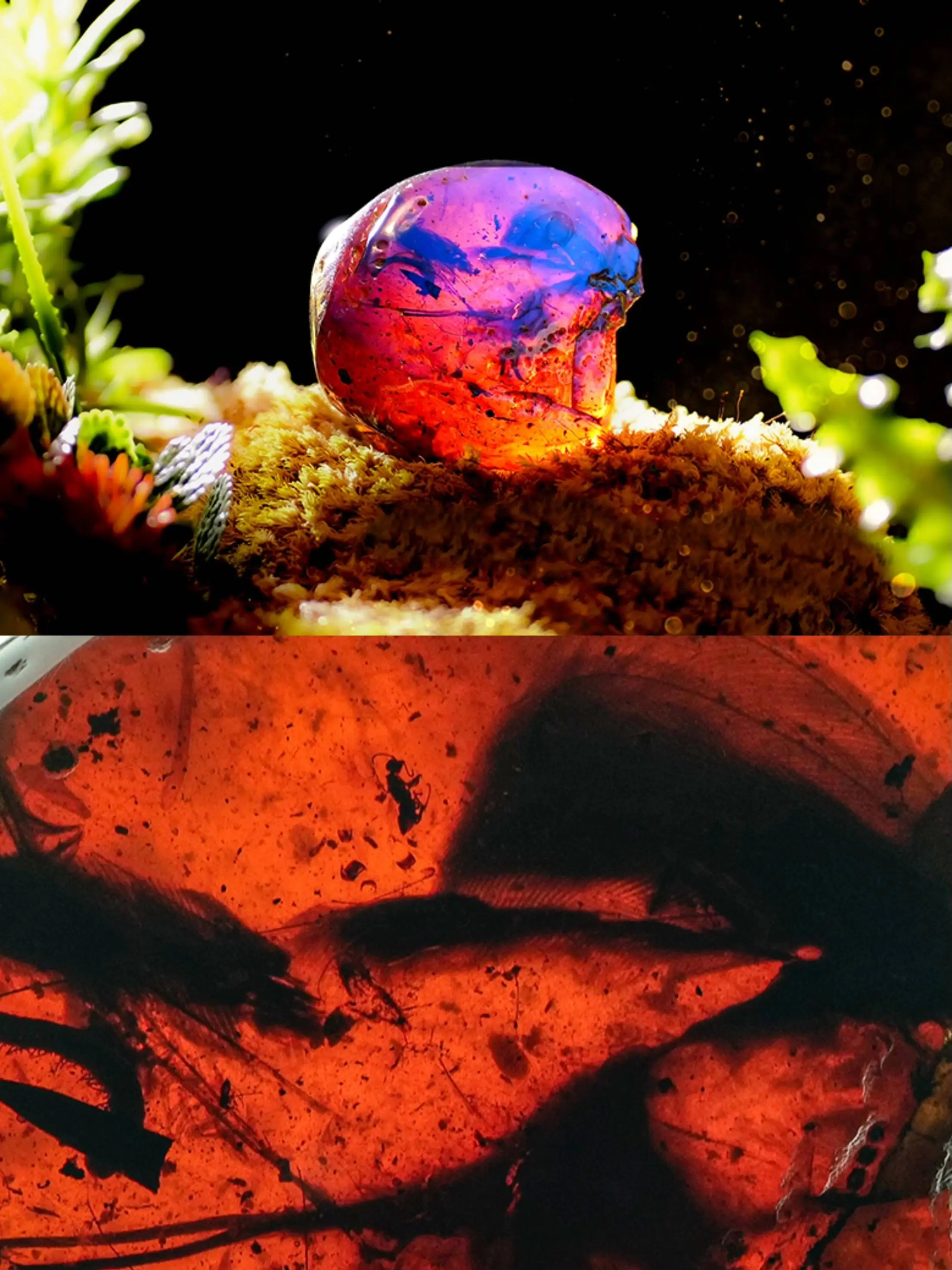 第七届进博会倒计时 2 天！瑞典品牌 HONN 携稀世罕见红色琥珀震撼亮相  第2张
