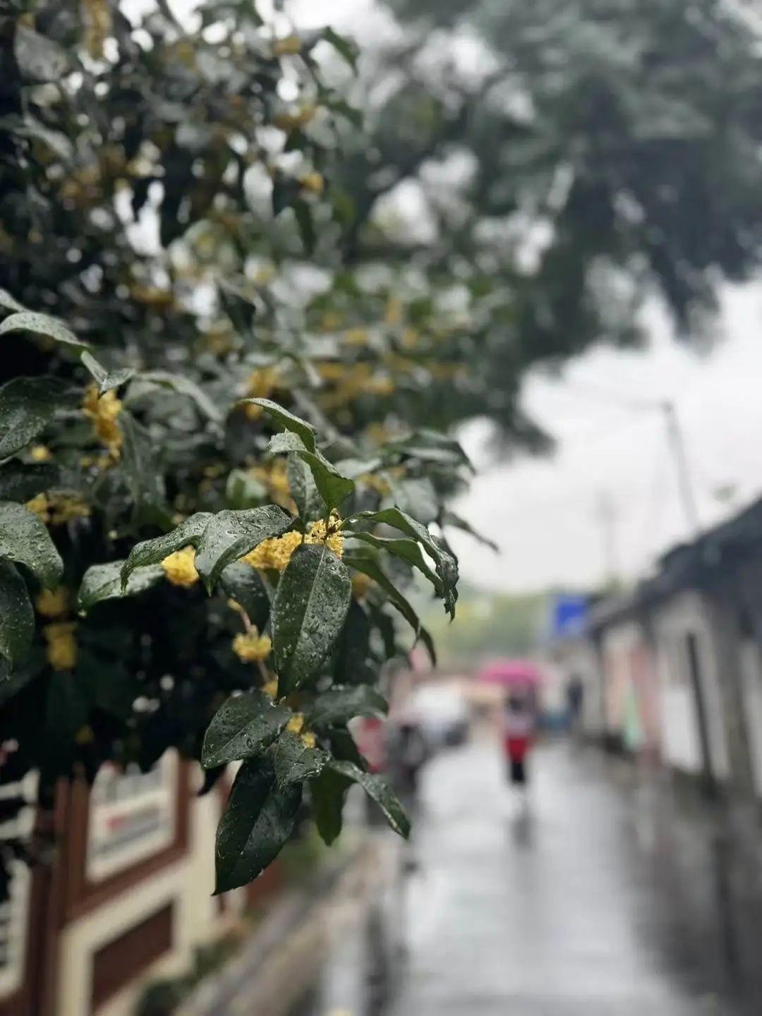 大雾散去，阳光灿烂！禾城周末秋游正当时，明天冷空气又来啦  第2张