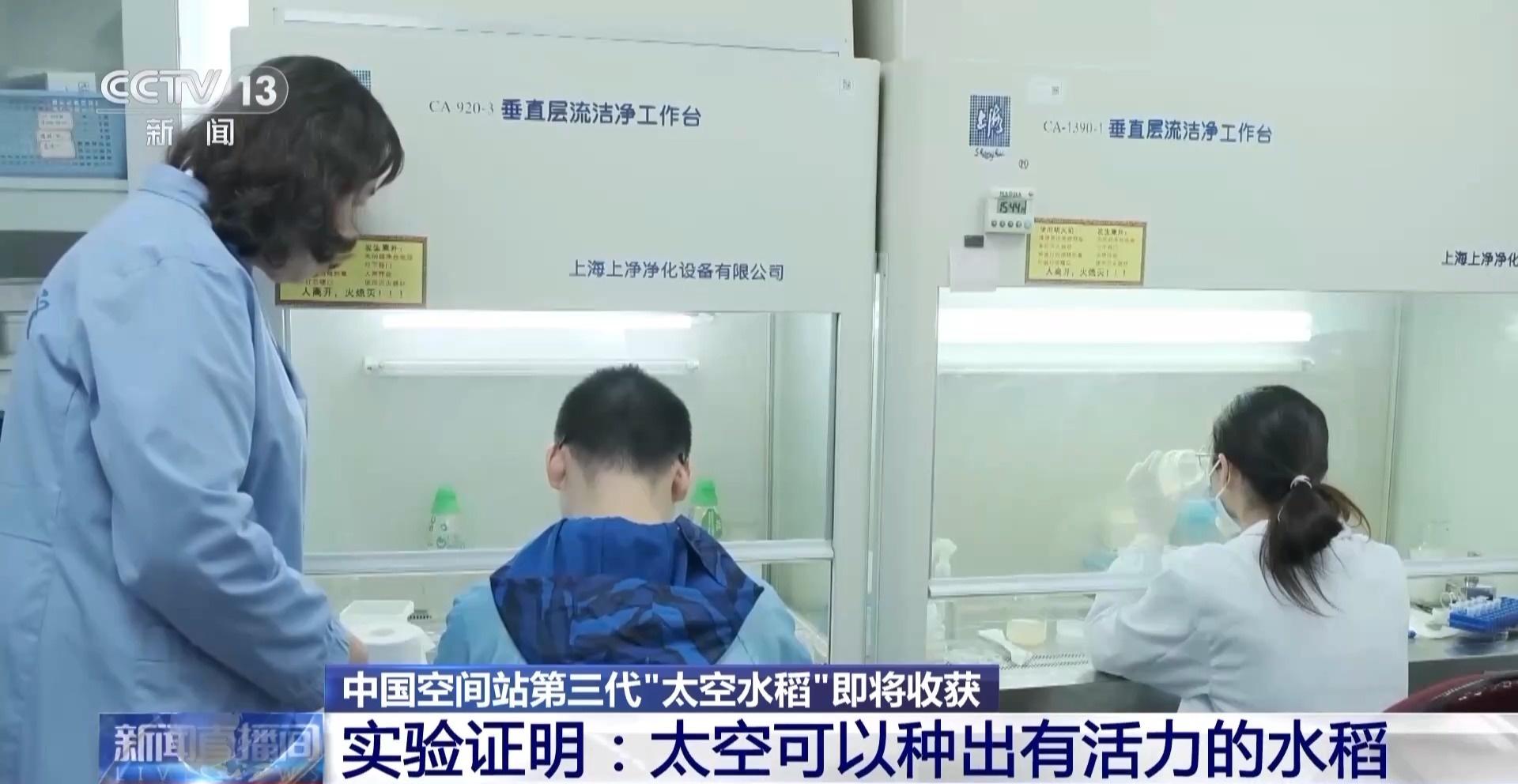 神舟十八号乘组即将返回，太空水稻试种大丰收  第1张