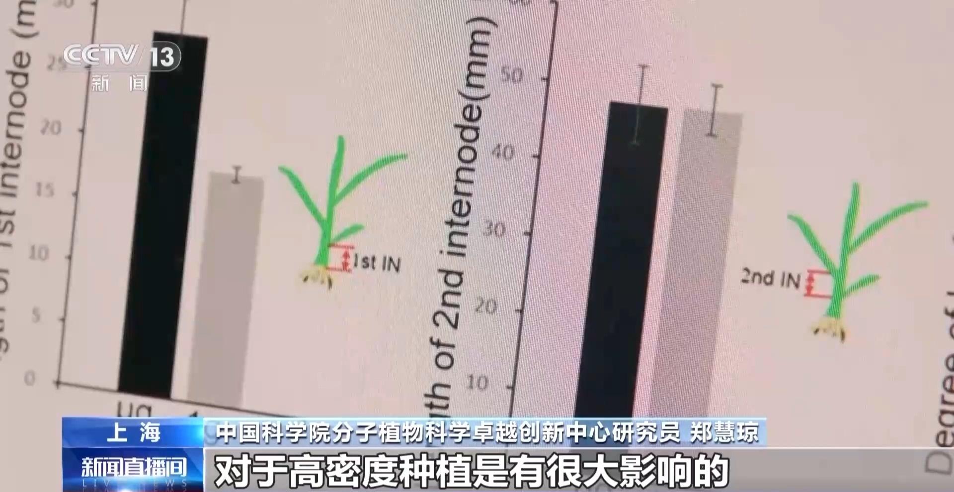 神舟十八号乘组即将返回，太空水稻试种大丰收  第2张