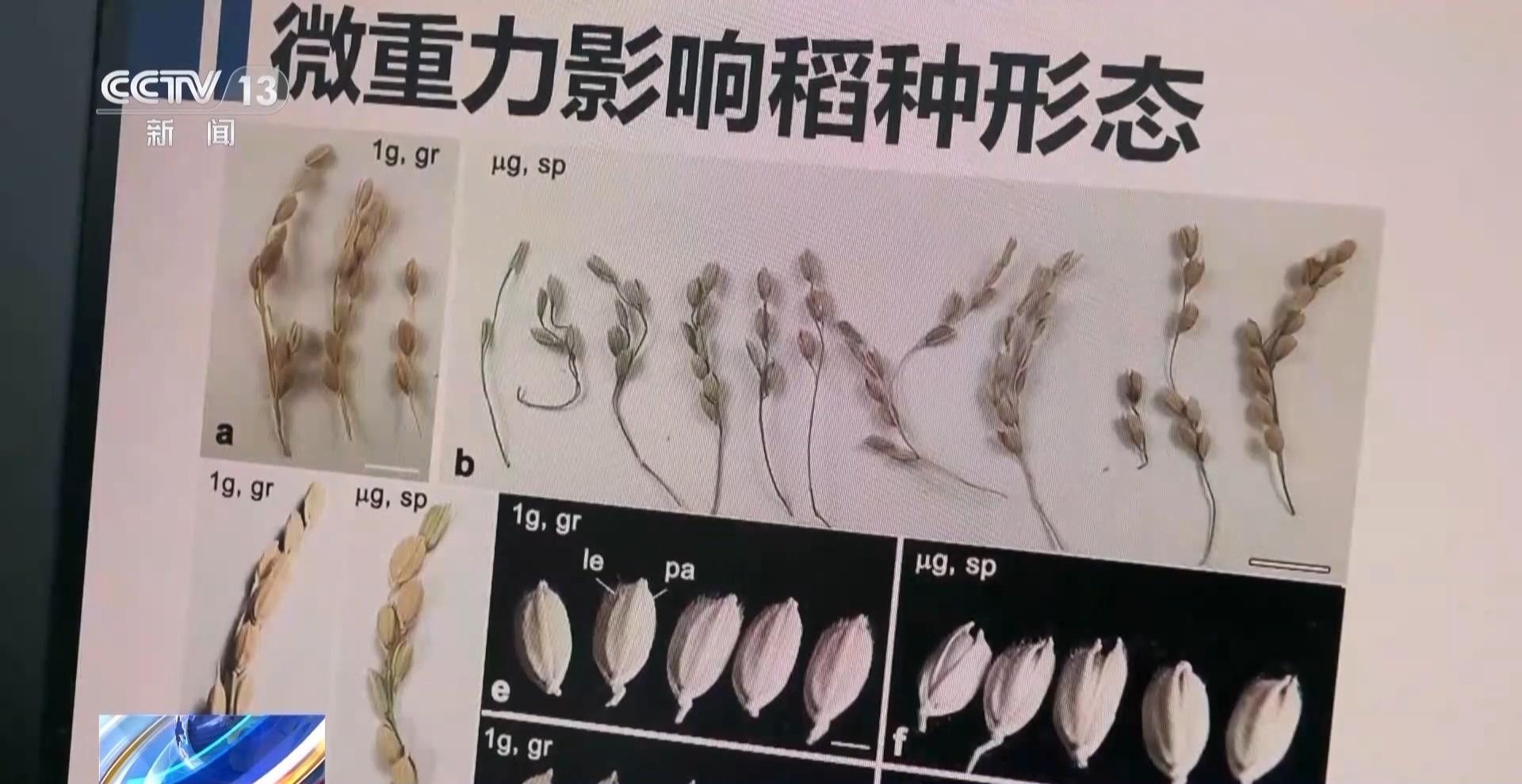 神舟十八号乘组即将返回，太空水稻试种大丰收  第3张