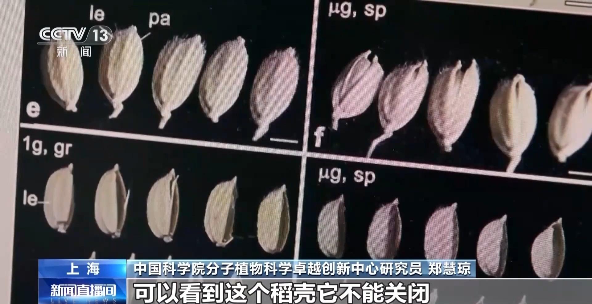 神舟十八号乘组即将返回，太空水稻试种大丰收  第4张