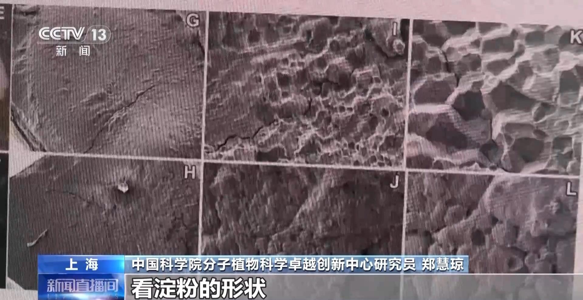 神舟十八号乘组即将返回，太空水稻试种大丰收  第6张