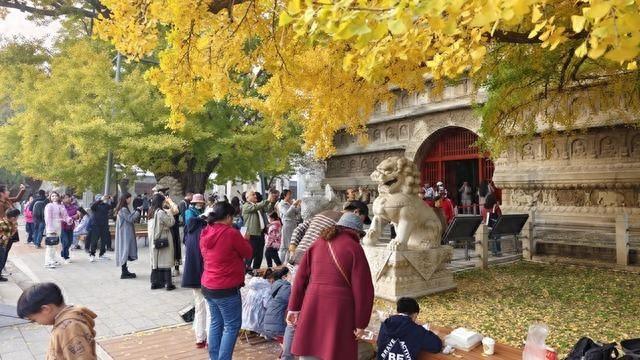 600 岁古银杏树披金装，最美秋景只能看不能打包？