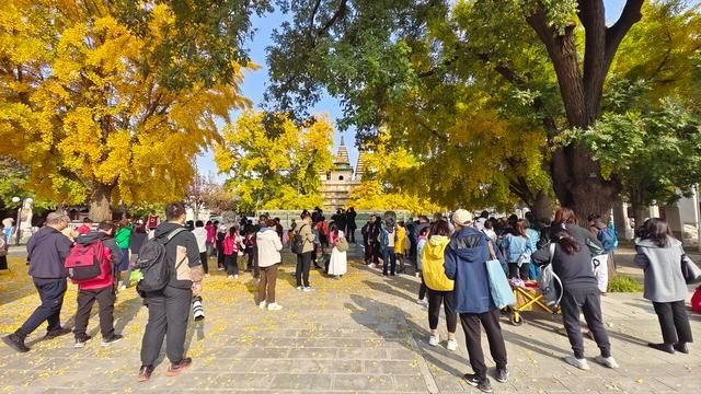 600 岁古银杏树披金装，最美秋景只能看不能打包？  第2张