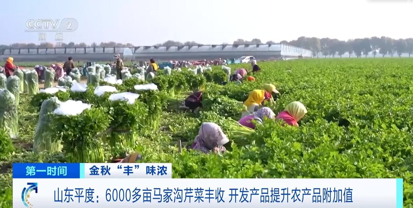 江西吉水：55 万亩晚稻丰收！智慧农业助力节本增效，产量大增  第6张