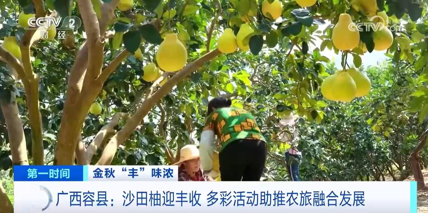 江西吉水：55 万亩晚稻丰收！智慧农业助力节本增效，产量大增  第8张