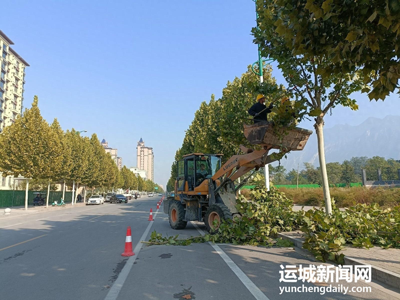 永济市积极开展城区道路行道树修剪工作，提升城市园林景观效果