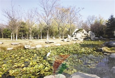 探秘白鹭洲湿地公园：海绵城市理念下的雨水调蓄与自然美景