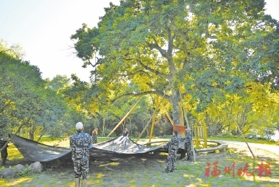 200年橄榄古树的秘密：鲤鱼洲酒店的果实采摘现场揭秘  第1张