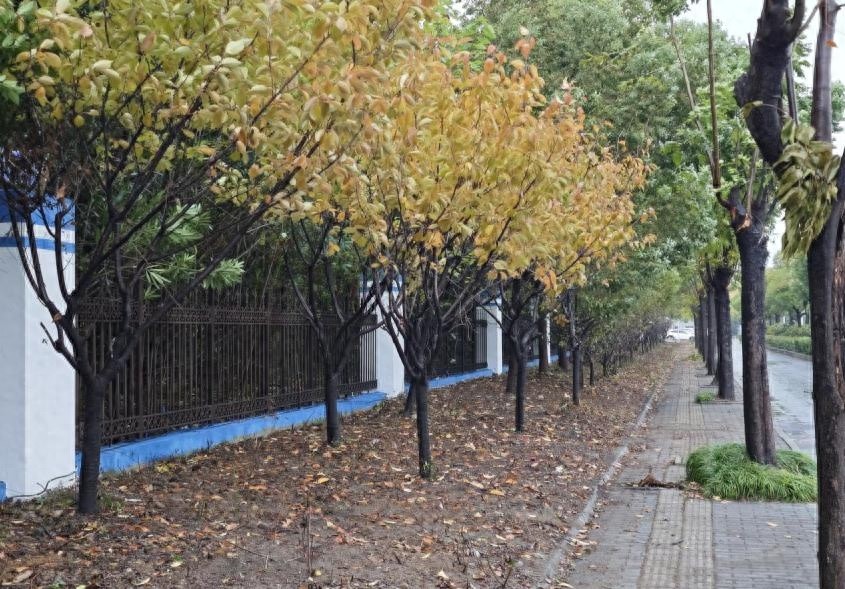 京口区路域环境大提升：打造畅通安全舒适出行，城市颜值再刷新  第1张
