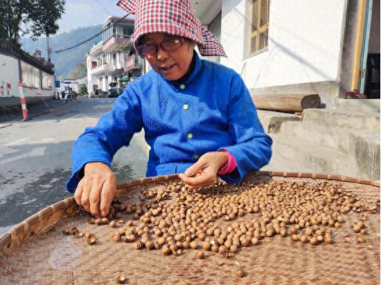 揭秘休宁板桥乡的古老美味：苦槠豆腐制作全过程，代代相传的乡土记忆  第1张