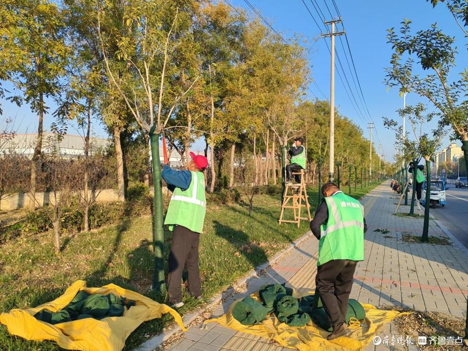 德州园林绿化中心为苗木穿上冬装，防寒措施细致入微，确保每株植物安全过冬  第2张