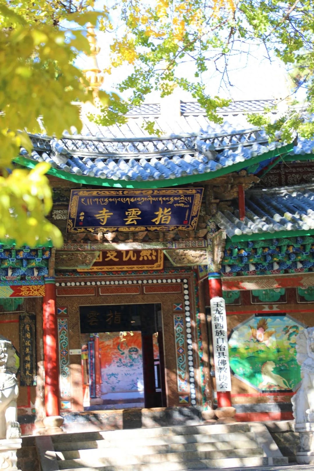 丽江秋色：银杏树下的金色雨，古刹与自然的诗意交响