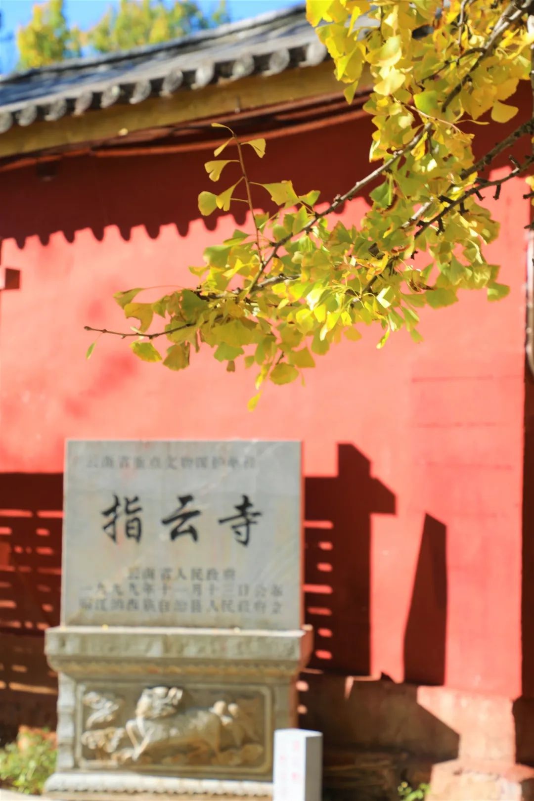 丽江秋色：银杏树下的金色雨，古刹与自然的诗意交响  第4张