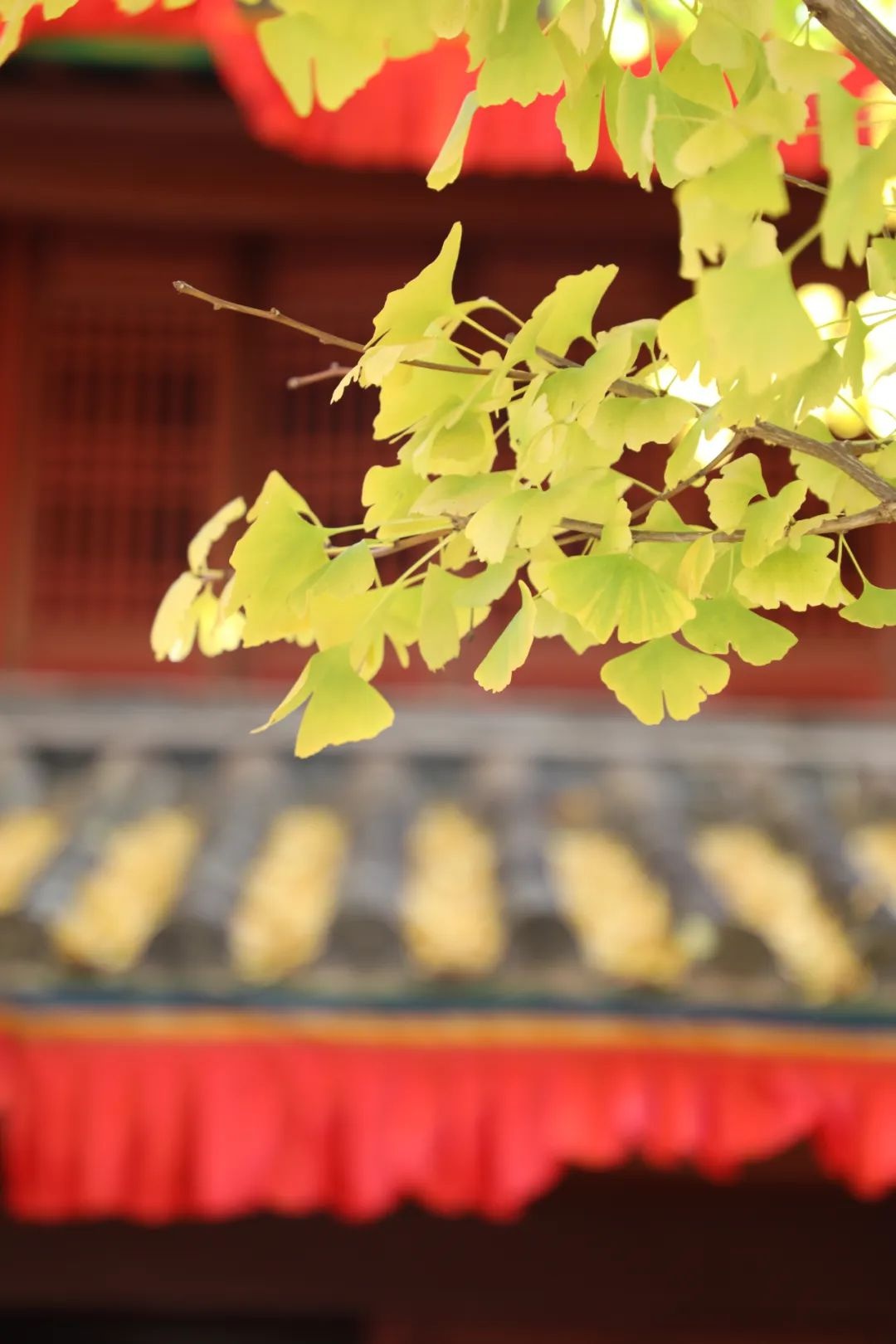 丽江秋色：银杏树下的金色雨，古刹与自然的诗意交响  第10张