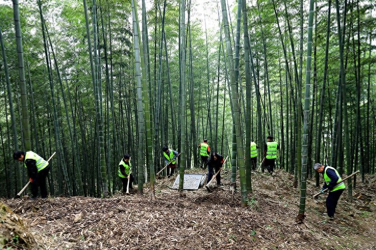 冬笋丰收季：竹农穿梭竹林，每日挖笋2000斤，带动村民增收350万元