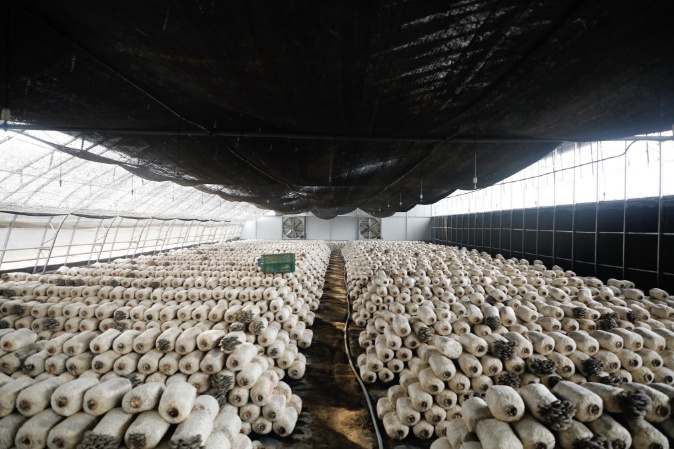 4000-5000吨秸秆变废为宝，蘑菇种植户的新致富密码揭秘  第3张