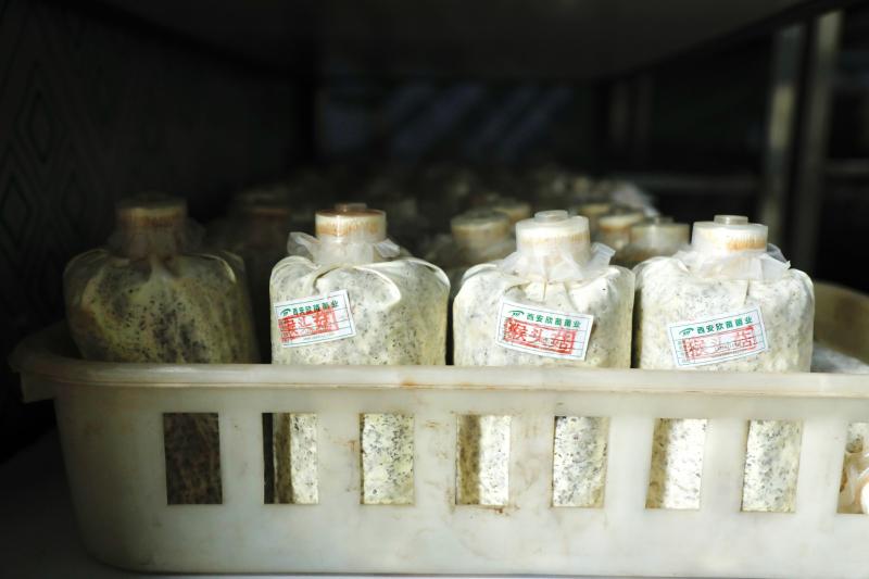 4000-5000吨秸秆变废为宝，蘑菇种植户的新致富密码揭秘  第5张