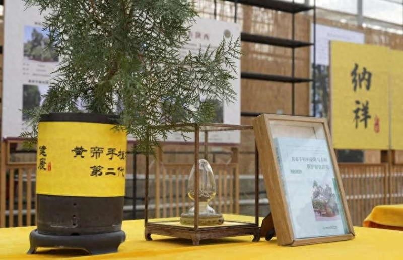 揭秘：5000年神树后代，为何得到如此礼遇？  第1张