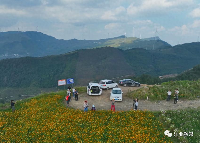 冬季乐业：风车花海中的民宿奇迹，揭秘老板滕先生的成功秘诀