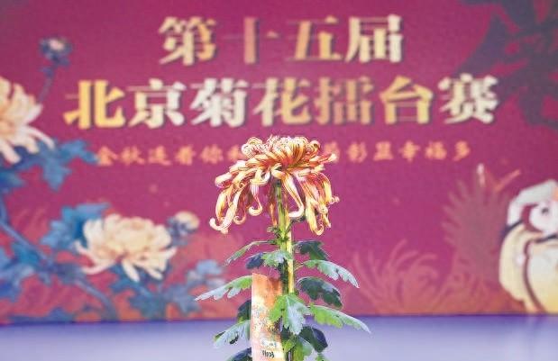 你绝对没见过！1500 余盆菊花中脱颖而出的菊王长这样