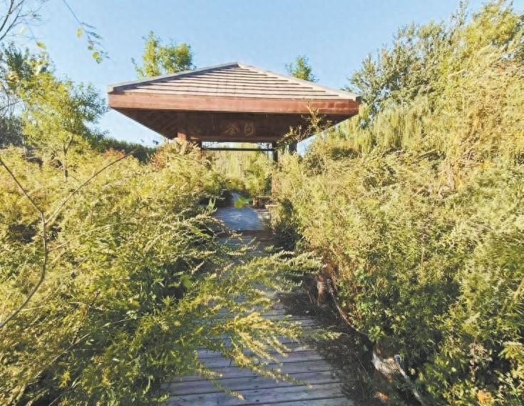 公园栈道玻璃护板缺失严重，湖心亭小路野草疯长，游客通行受阻  第1张