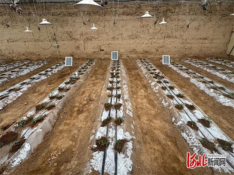 厉害了！河北这项农业技术获省级一等奖，智能化种植让蔬菜按需进食  第3张